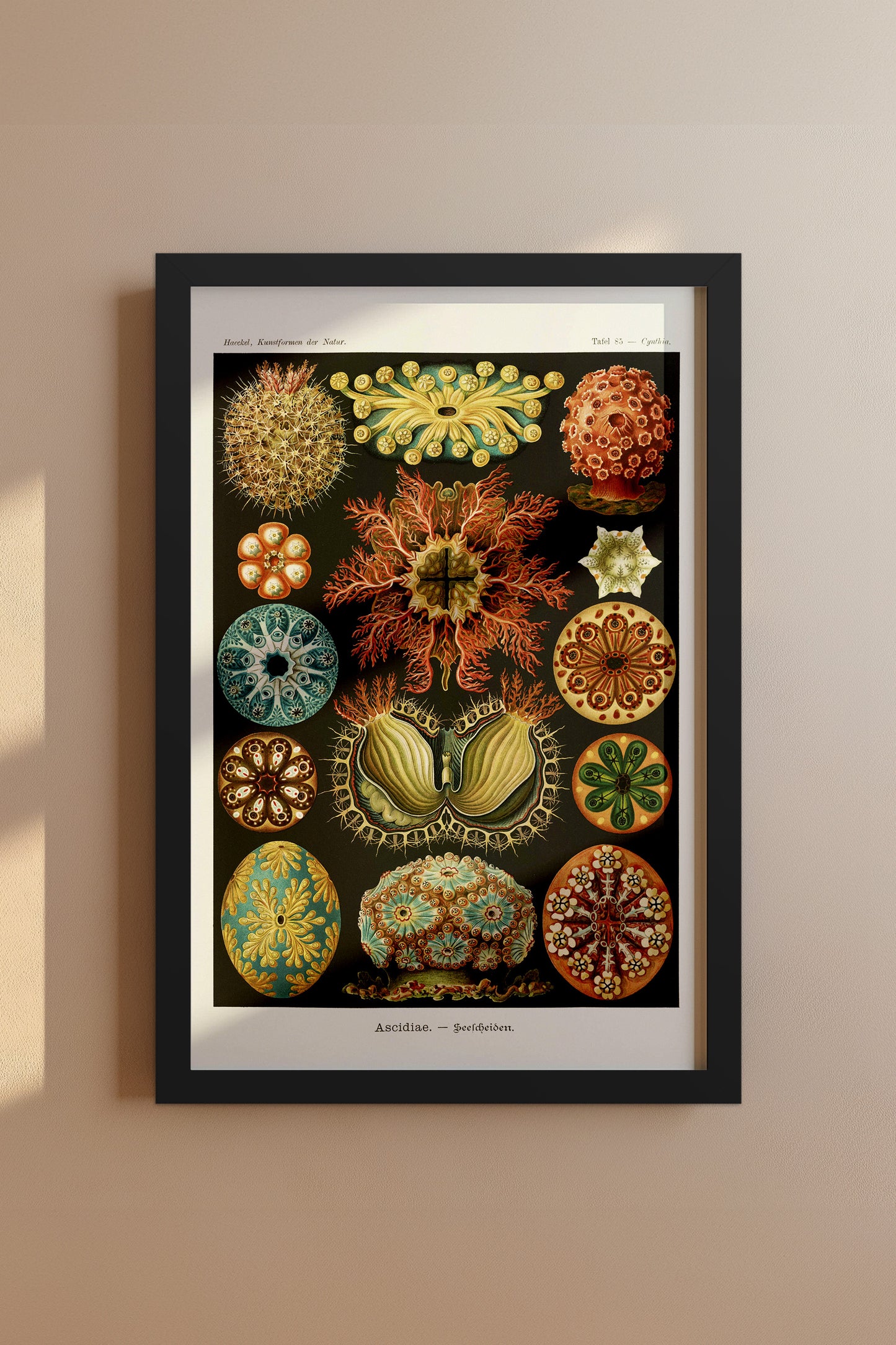 Ernst Haeckel Ascidiae Print – Vintage Scientific Sea Life Illustration Wall Art