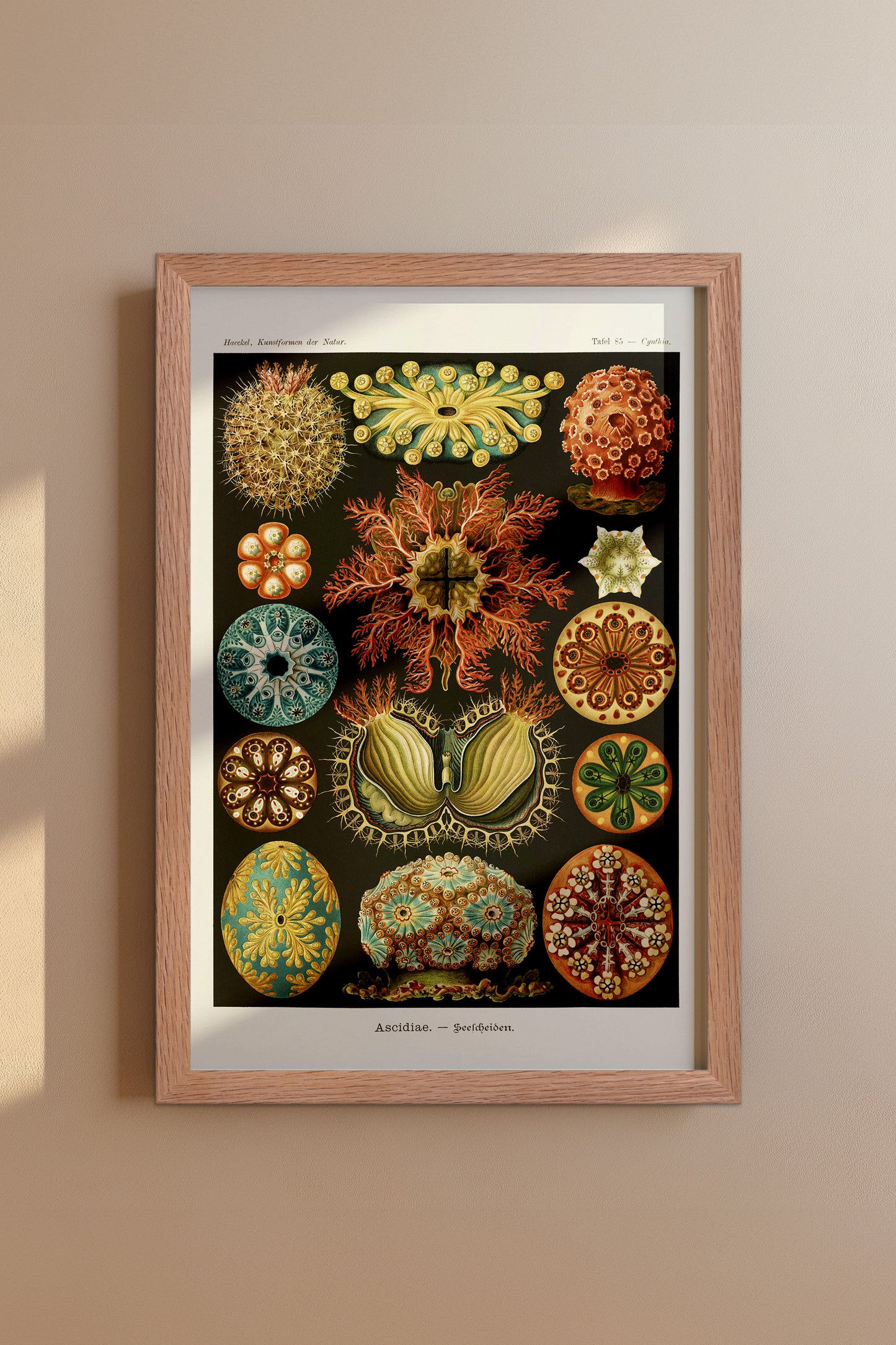 Ernst Haeckel Ascidiae Print – Vintage Scientific Sea Life Illustration Wall Art