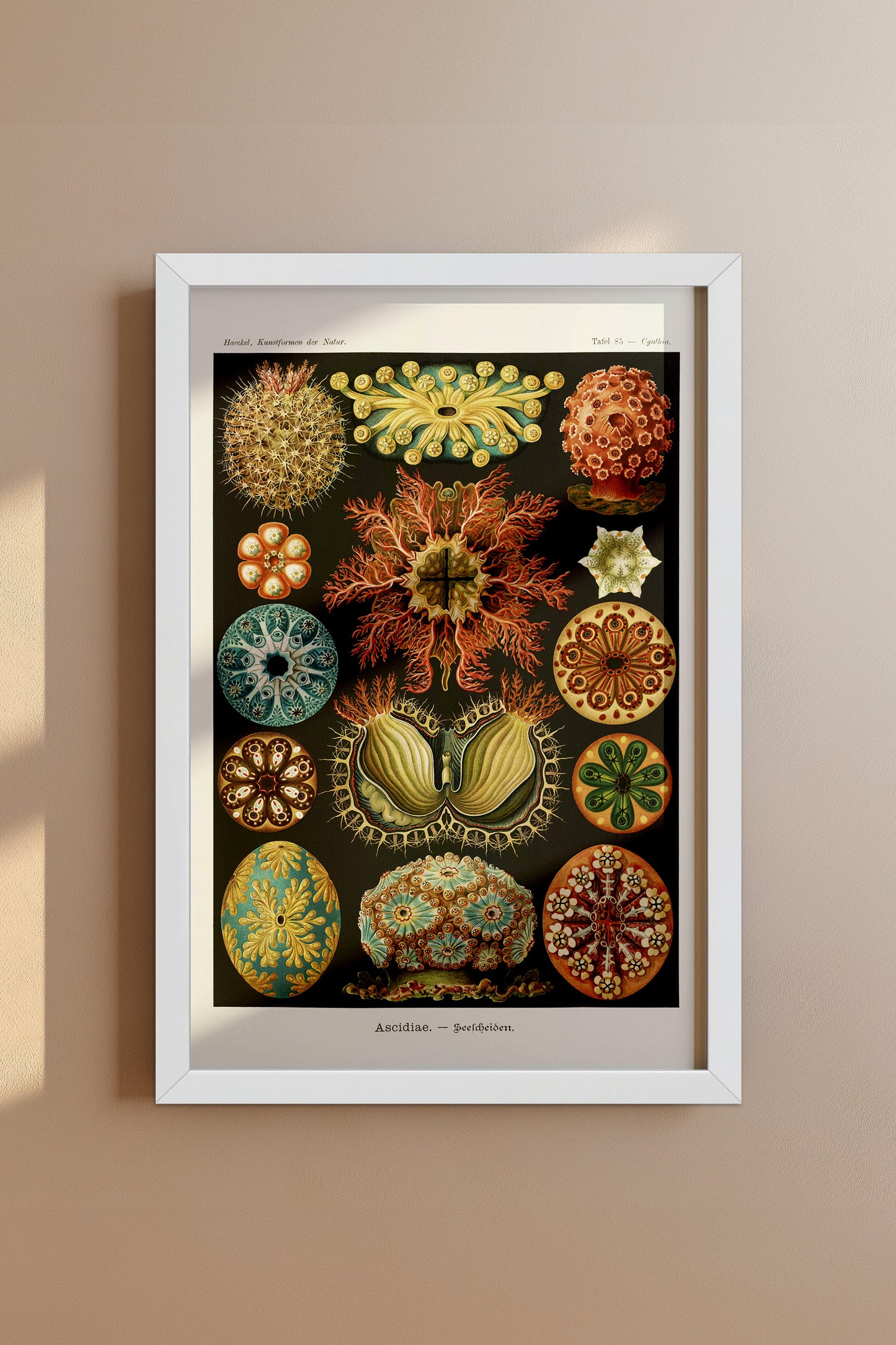 Ernst Haeckel Ascidiae Print – Vintage Scientific Sea Life Illustration Wall Art