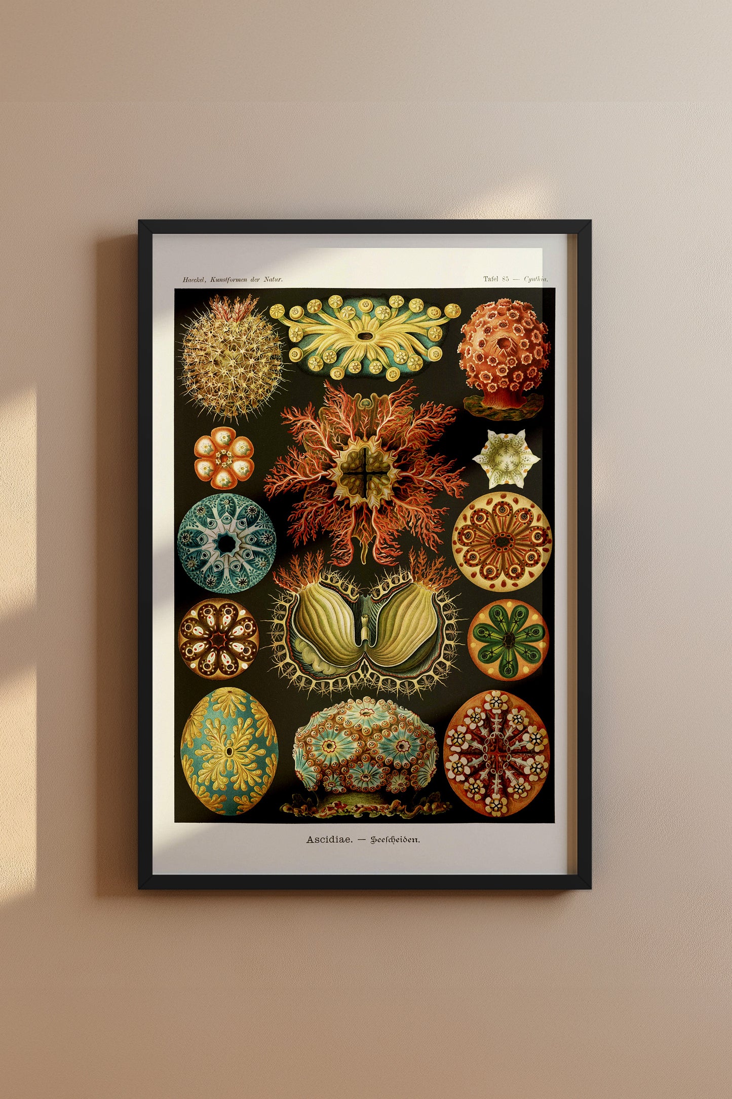 Ernst Haeckel Ascidiae Print – Vintage Scientific Sea Life Illustration Wall Art