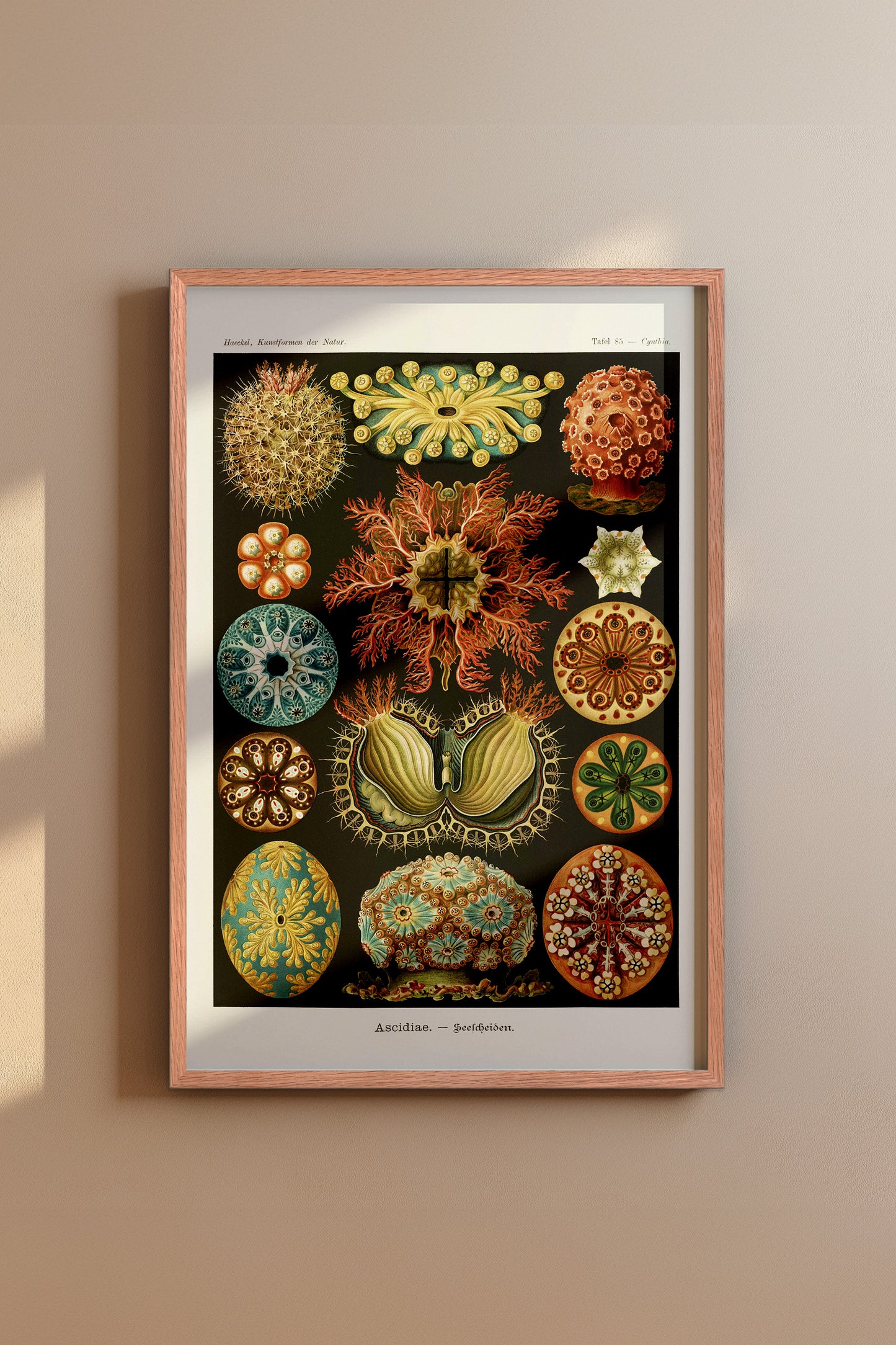 Ernst Haeckel Ascidiae Print – Vintage Scientific Sea Life Illustration Wall Art