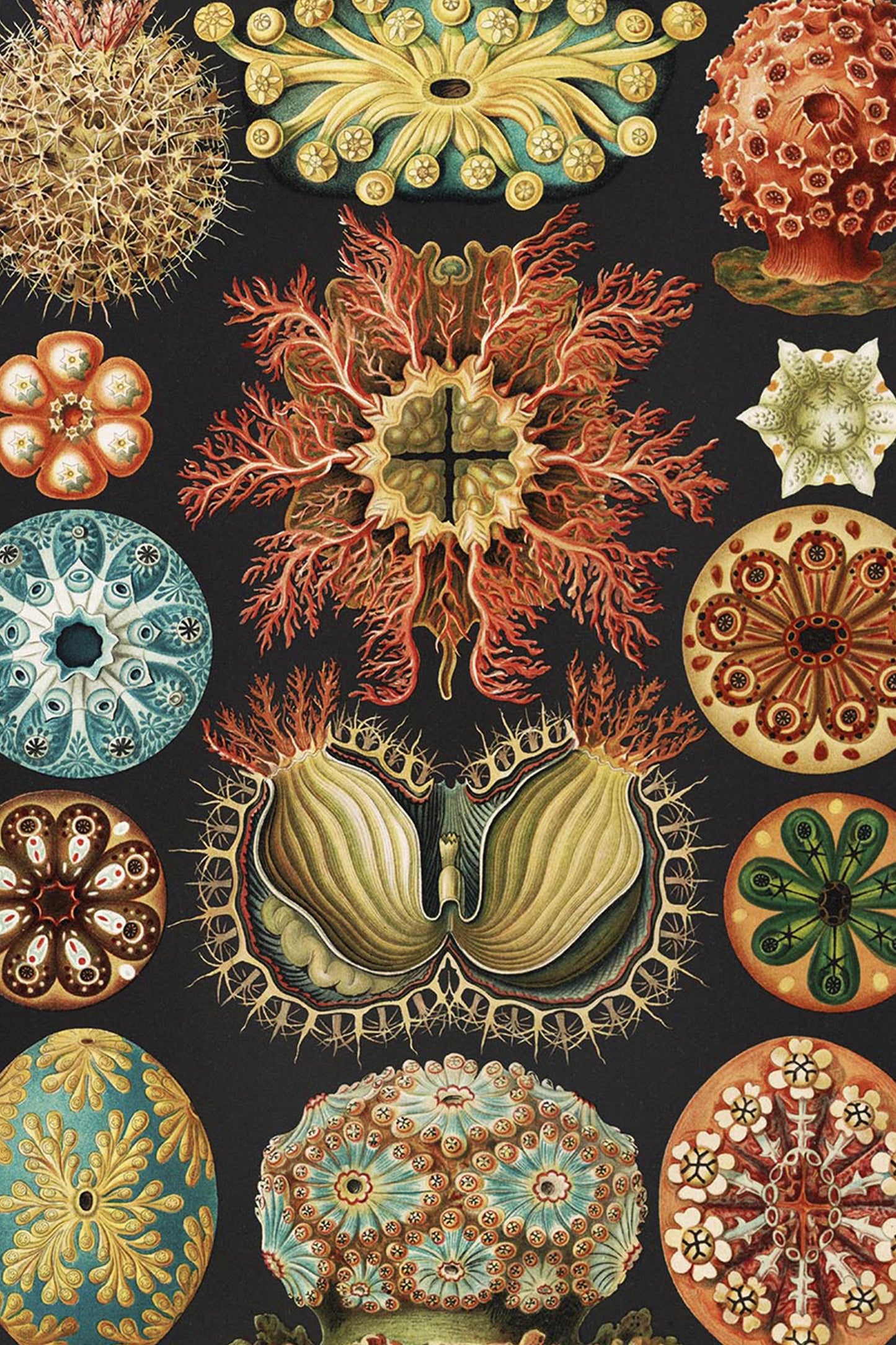 Ernst Haeckel Ascidiae Print – Vintage Scientific Sea Life Illustration Wall Art