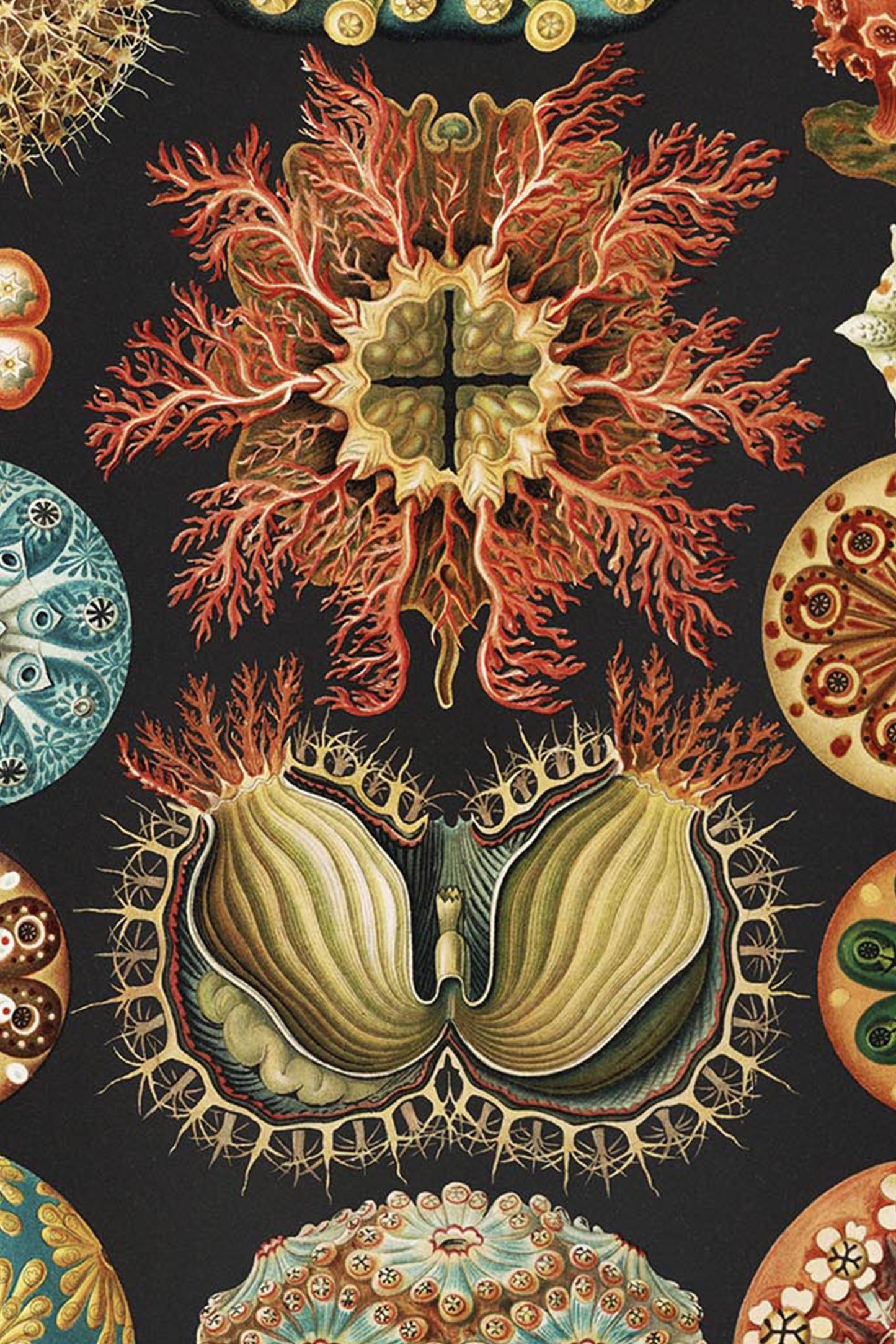 Ernst Haeckel Ascidiae Print – Vintage Scientific Sea Life Illustration Wall Art