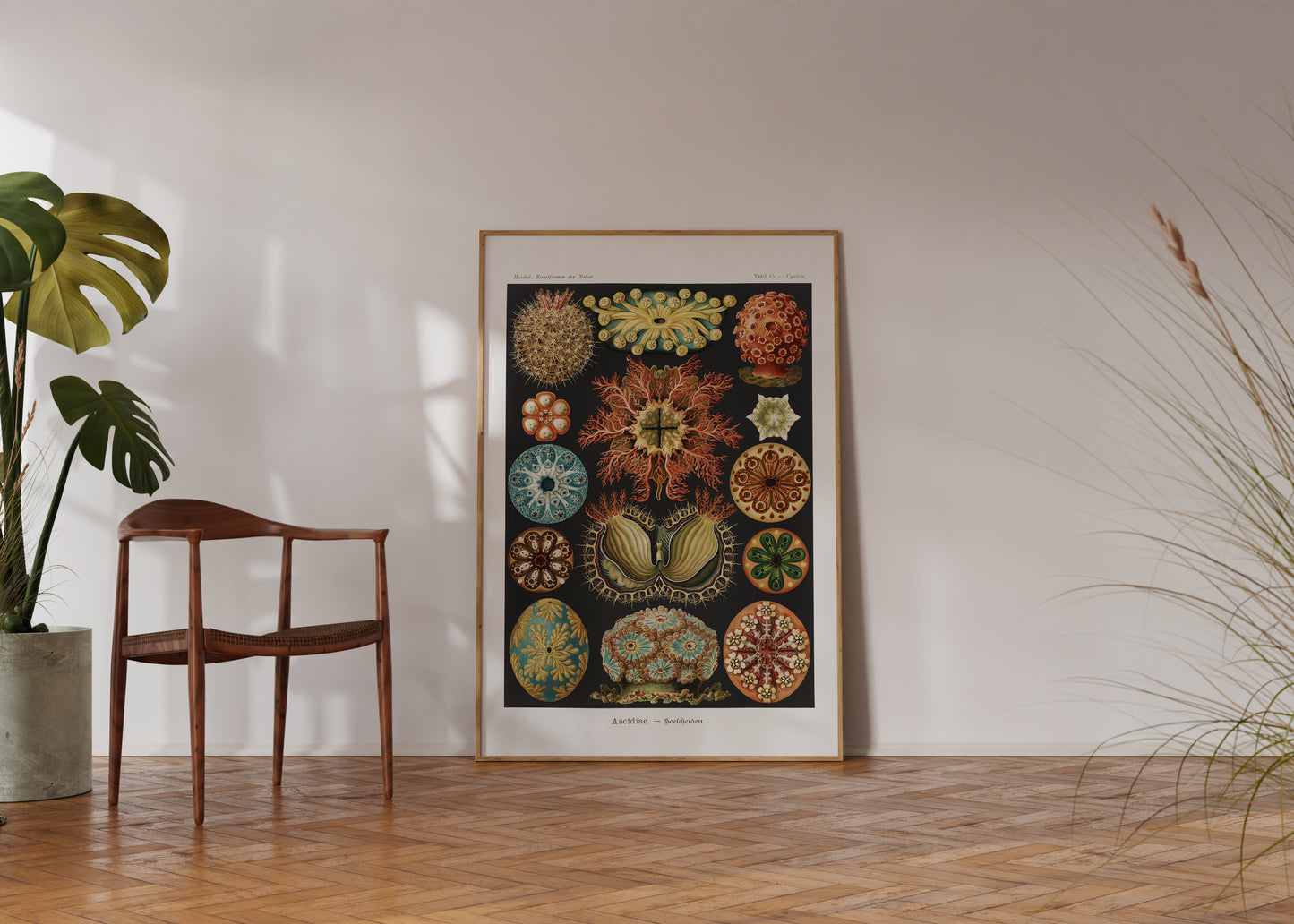 Ernst Haeckel Ascidiae Print – Vintage Scientific Sea Life Illustration Wall Art