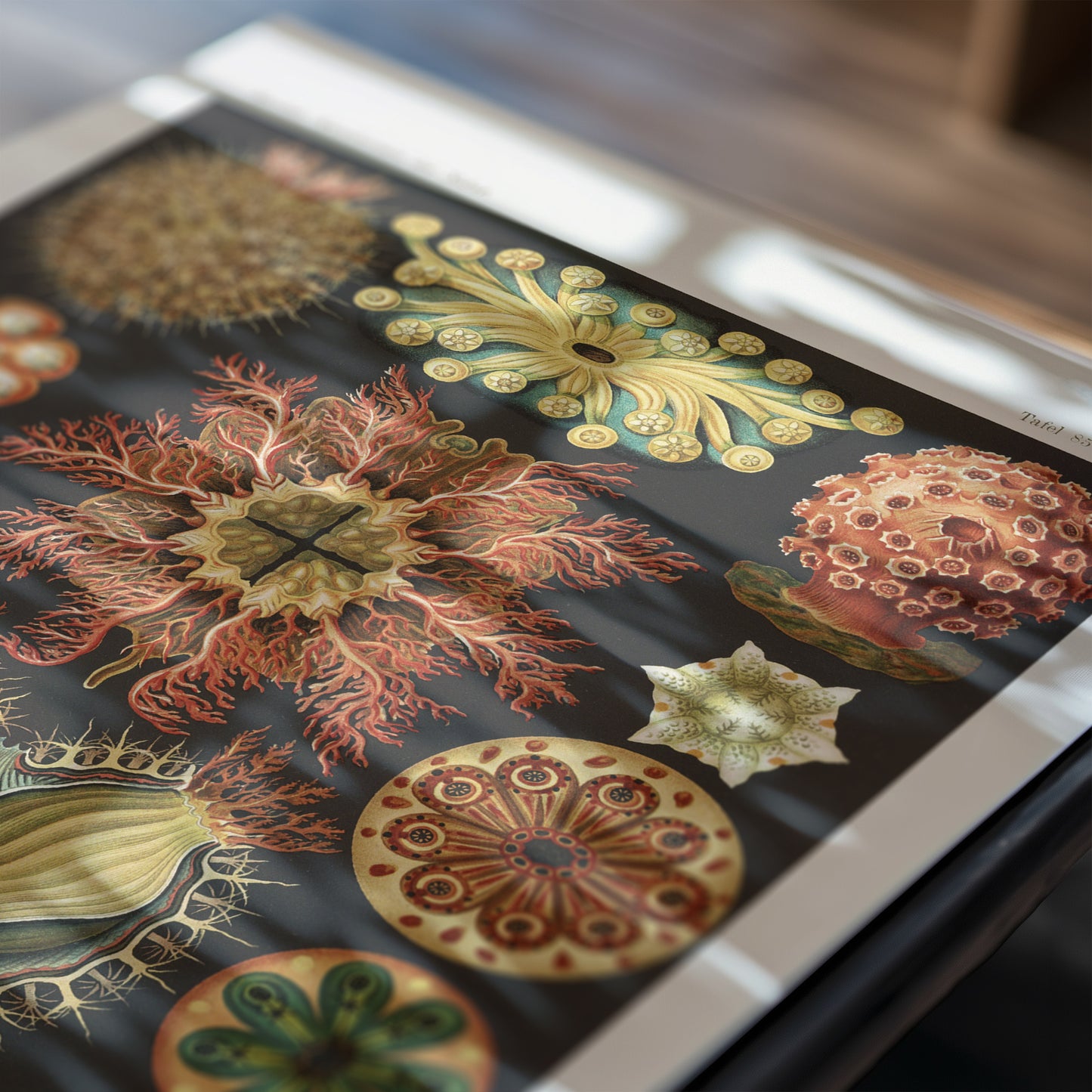 Ernst Haeckel Ascidiae Print – Vintage Scientific Sea Life Illustration Wall Art
