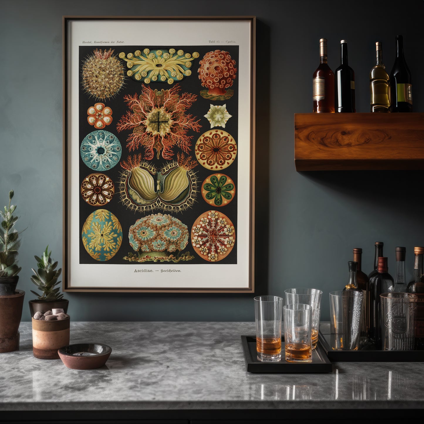Ernst Haeckel Ascidiae Print – Vintage Scientific Sea Life Illustration Wall Art