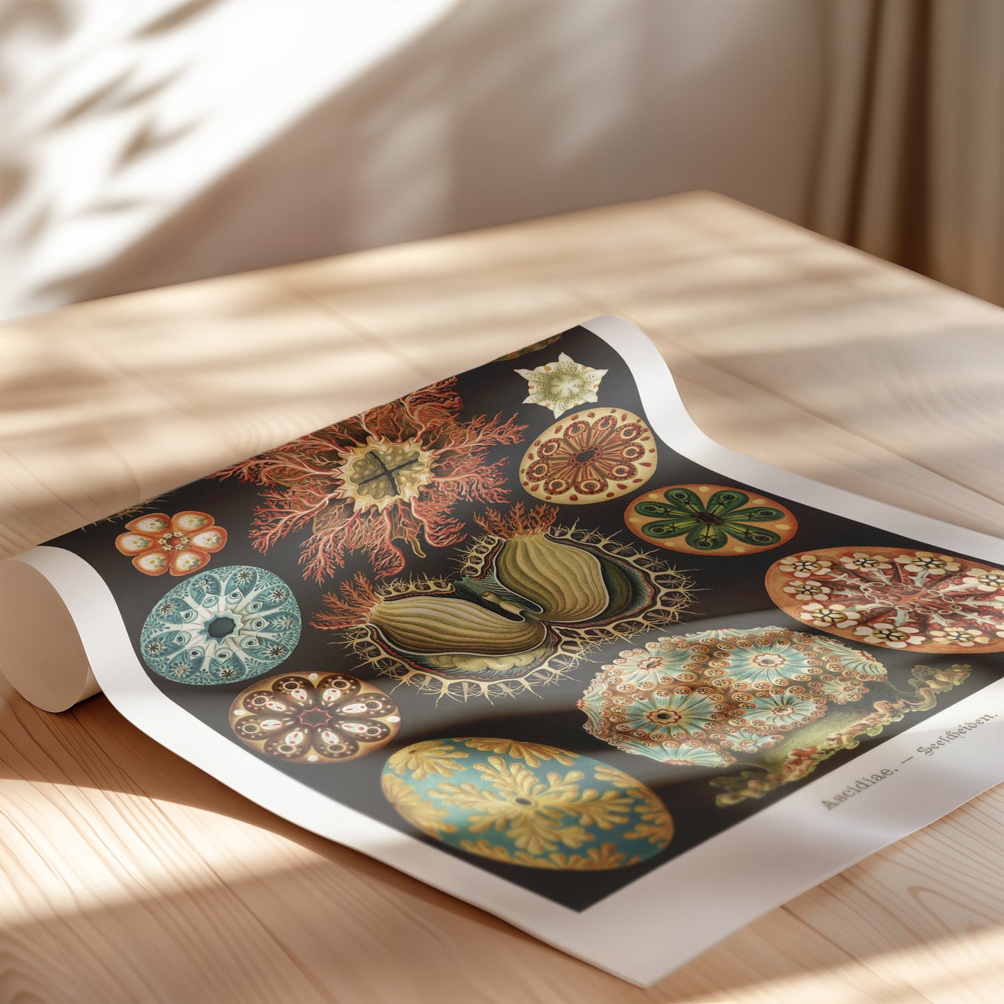 Ernst Haeckel Ascidiae Print – Vintage Scientific Sea Life Illustration Wall Art