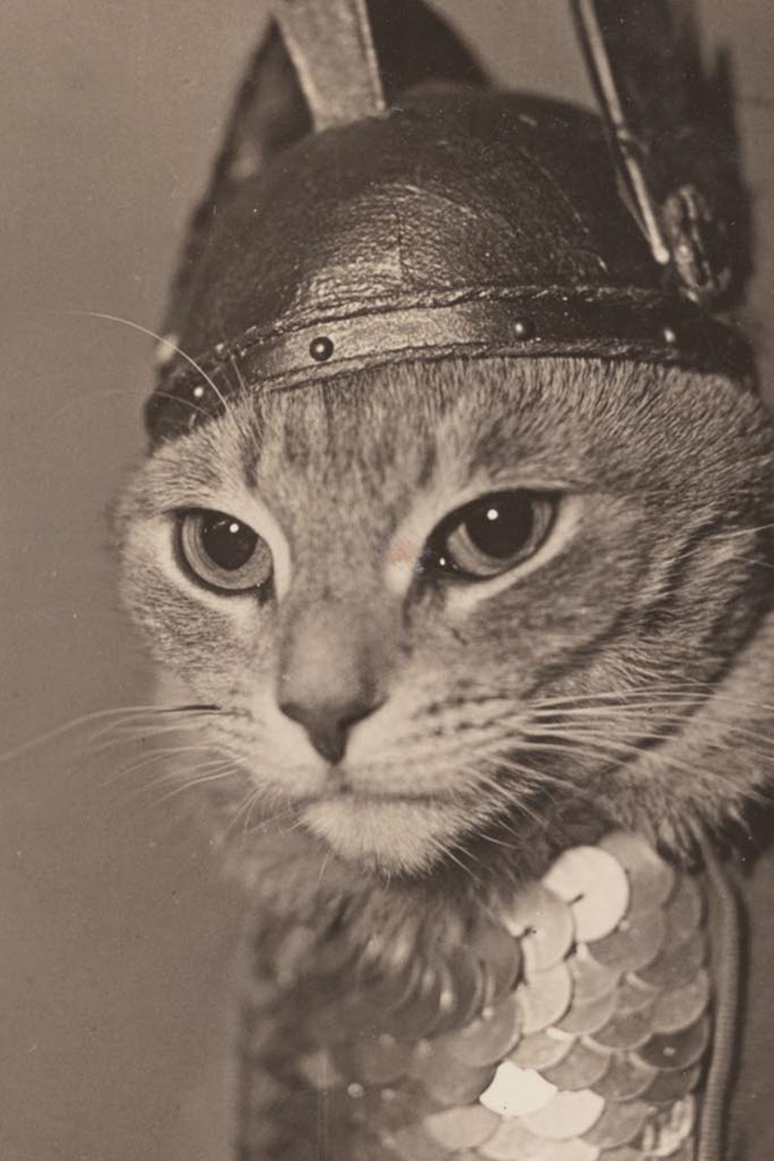 Helmets, Heroism, and Whiskers: The 1936 Brunhilde Valkyrie Cat Portraits