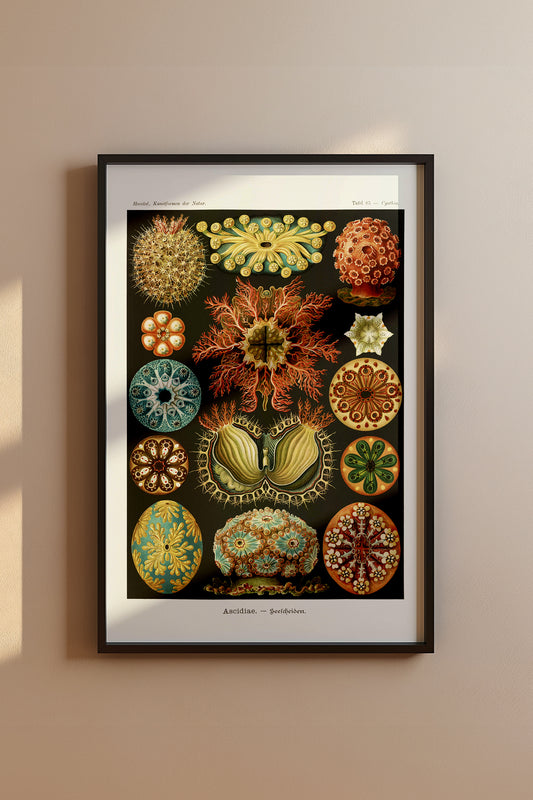 Ernst Haeckel Ascidiae Print – Vintage Scientific Sea Life Illustration Wall Art