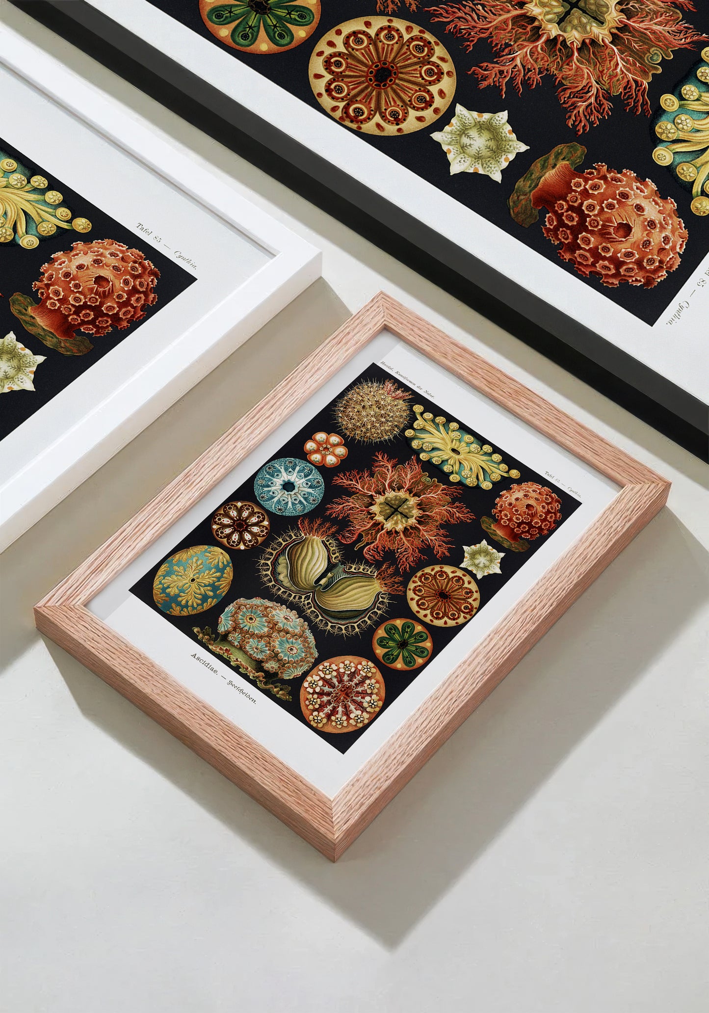 Ernst Haeckel Ascidiae Print – Vintage Scientific Sea Life Illustration Wall Art