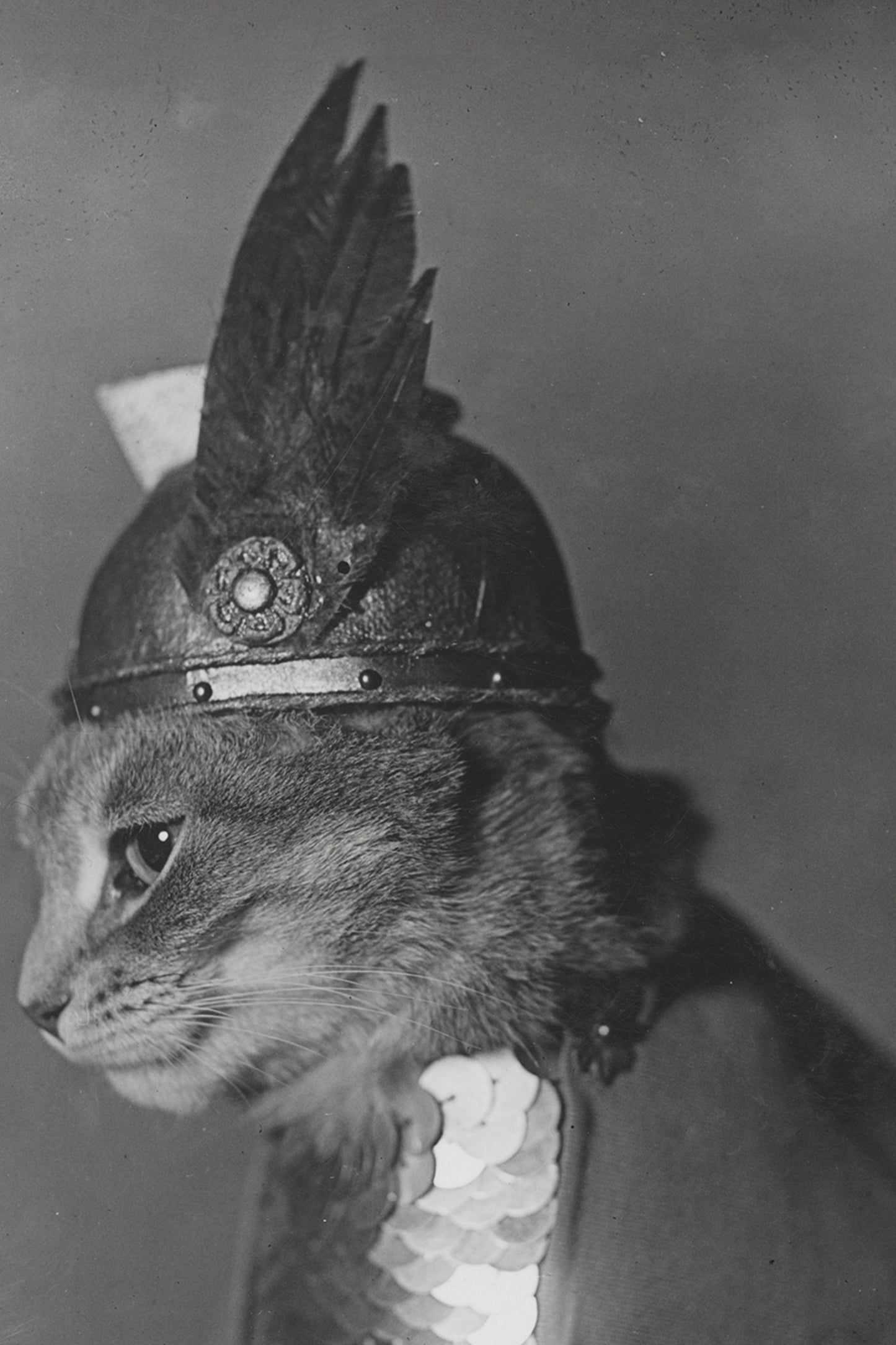 Brunhilde Cat Photography Print, 1936 — Valkyrie Costume Side Portrait