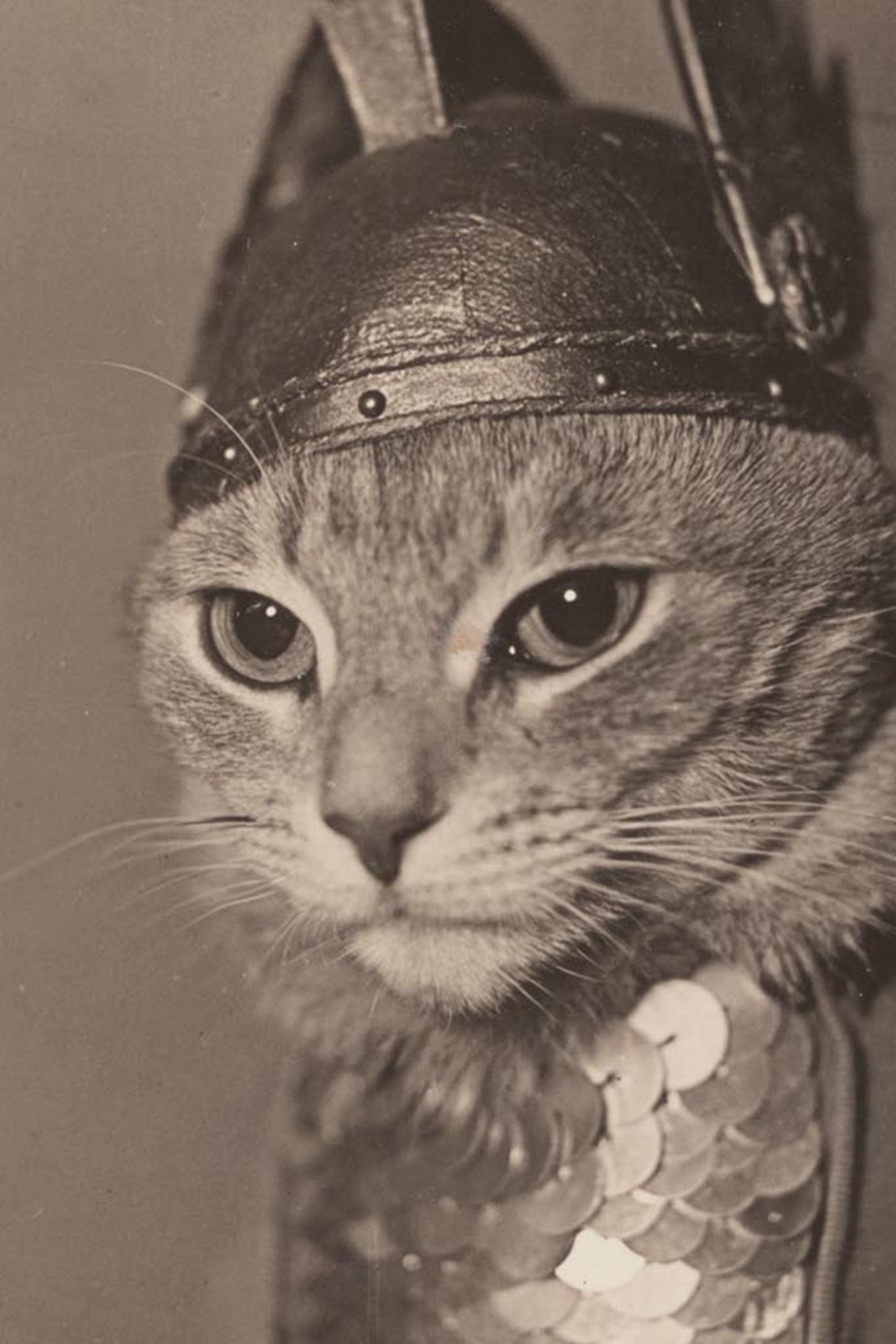 Brunhilde Cat Photography Print, 1936 — Valkyrie Costume Front Portrait